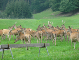 Rotwildrudel im Gehege in Schrattenbach