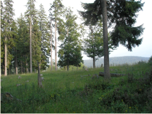 Am letzten Anstieg zum Schwarzenberggipfel
