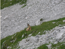Eine von vielen Gemsen im Holzerkar