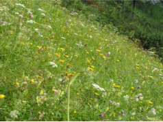 Satte Blumenwiese am bergang zur Gowilalm
