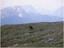 Gams auf dem Wildfeld