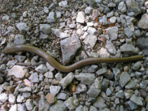 Blindschleiche in Großsaufnahme in der Nähe der Hengsthütte aufgenommen