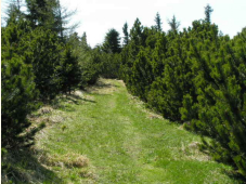 Latschengasse am Krummbachstein