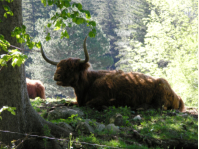 Schottisches Hochlandrind beim Diertl