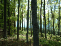 Waldimpression am Groen Hirschenstein