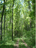 Am Aufstieg zum hz im frhlingshaften Wald