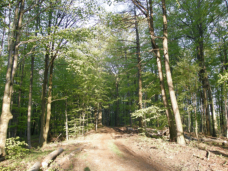 Zweite Anhhe zwischen Rossgipfel und Habelsberg