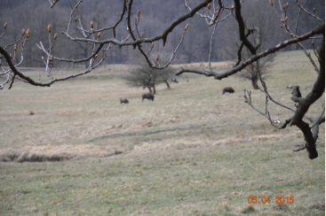 Wildschweine am Mittleren Eichberg