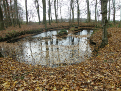 Kleiner Teich am Oberberg