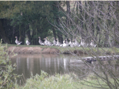 Gnseherde im Anglerparadies Hessendorf