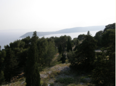 Viele Kiefern auf der Halbinsel Marjan