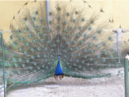 Pfau im kleinen Zoo auf der Halbinsel Marjan