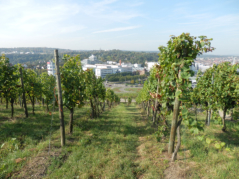 Reben am Kalten Berg