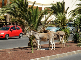 Esel halten sich an Palmen gtlich in der Calle del Quijote....