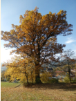 Herbstlicher Baum bei Harbach