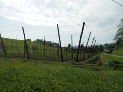 Hopfenfeld entlang des Eichbergbaches