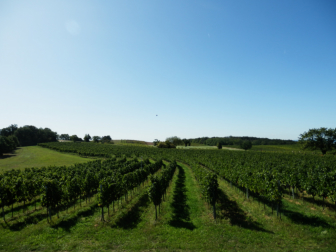 Weinreben am Seeberg