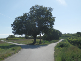 Wegkreuz oberhalb von Schtzen am Fue des Goldberg