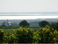 Blick vom Seeberg auf Oggau und den Neusiedler See