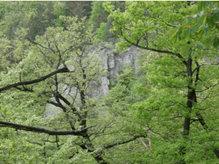 Blick durch Eichenwlder auf die Felsen der Henglwand