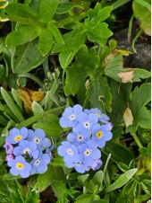 Blumenpracht beim Abstieg - hier: Vergissmeinnicht