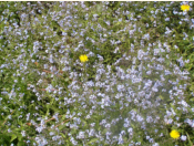 Blumenmeer auf der Aigelsbrunner Alm