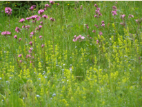 Blumenwiese am Aufstieg zum Kleinen Sonnstein