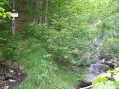 Spitzenbach - Am Beginn der Klamm