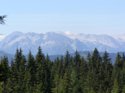 Blick auf den Gosaukamm von der Rossalm aus