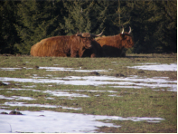 Schottische Hochlandrinder bei Stadlberg