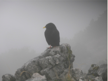 Alpendohle auf dem Gipfel der Tieflimauer