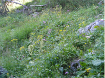 Blumenmeer