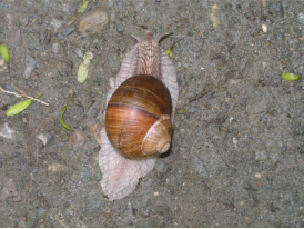 Weinbergschnecke im Rogggraben