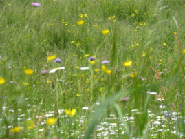 Wiesenblumenmeere in den Wimitzer Bergen