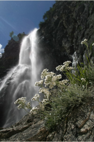 Trefflingfall