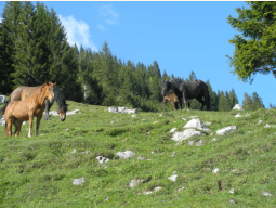 Pferde auf der Traunwandalm