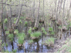 Moor im Oedenburger Gebirge - Soproni Hegysg Natrpark