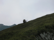 Steinbock in den Eisenerzer Alpen